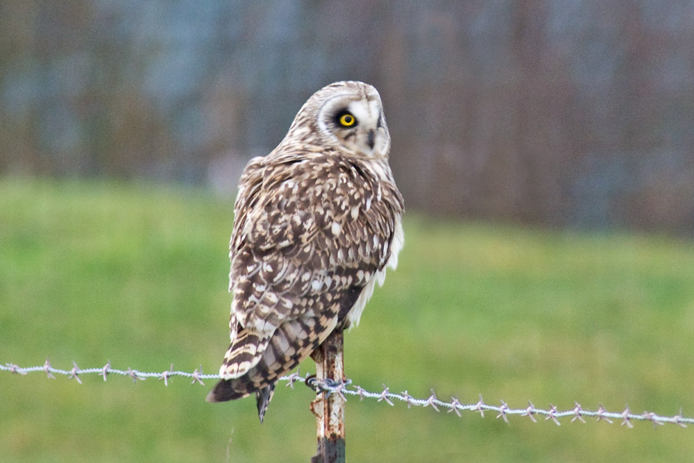Short-eared Owl